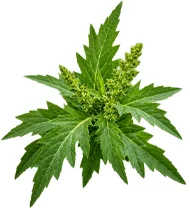 Hoja de paico (Chenopodium ambrosioides) en la composición de Vermisol