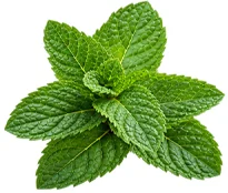 Hojas de menta (Mentha piperita) en la composición de Vermisol