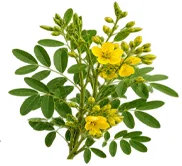 Planta entera de sen (Cassia angustifolia) en la composición de Vermisol